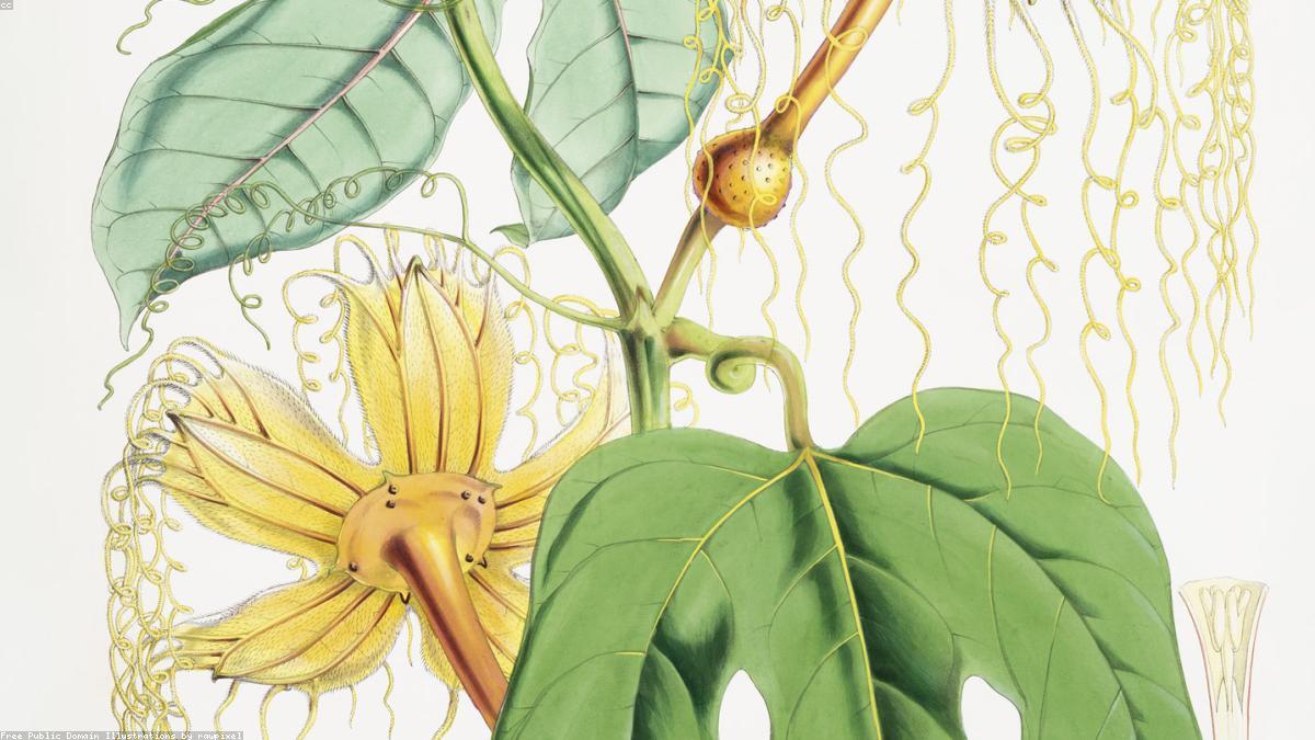 秋に植えれば春に咲く。球根を失敗なく埋めるための深さと向きの話