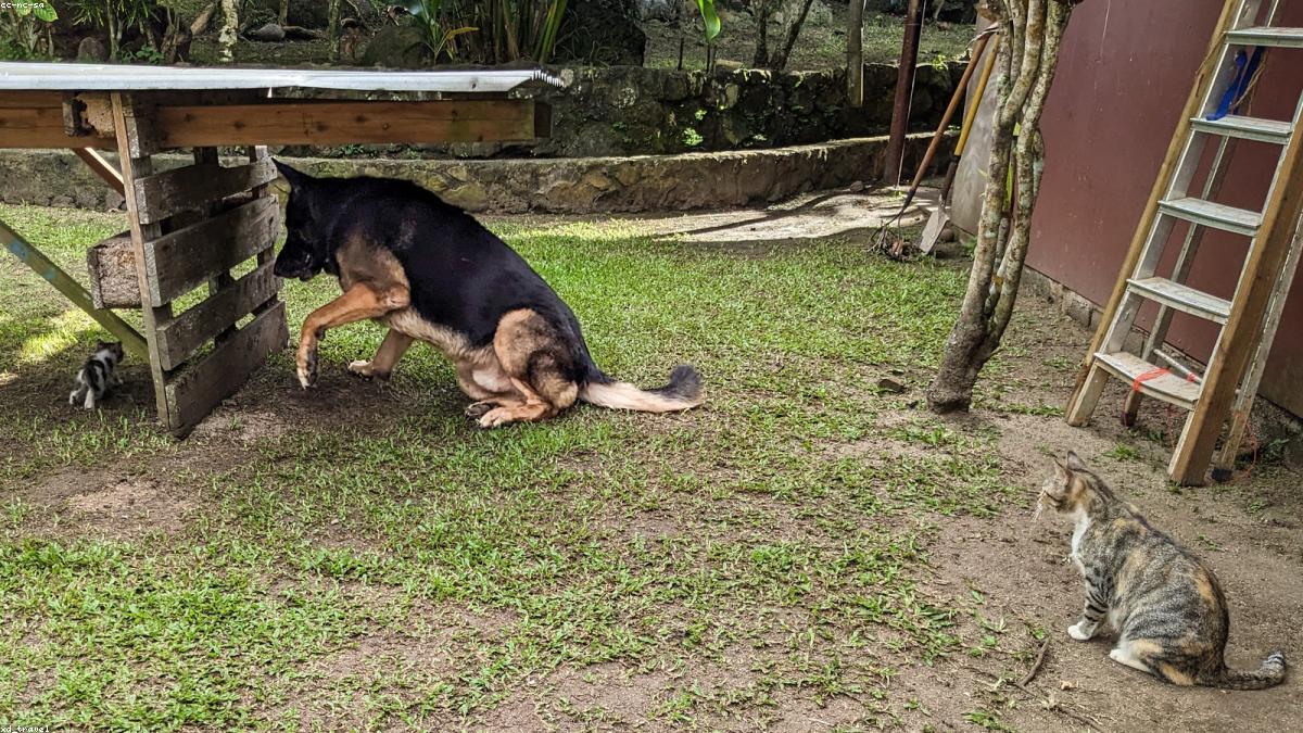 犬や猫の熱中症は室内でも起きる――留守番中に命を守るための備え