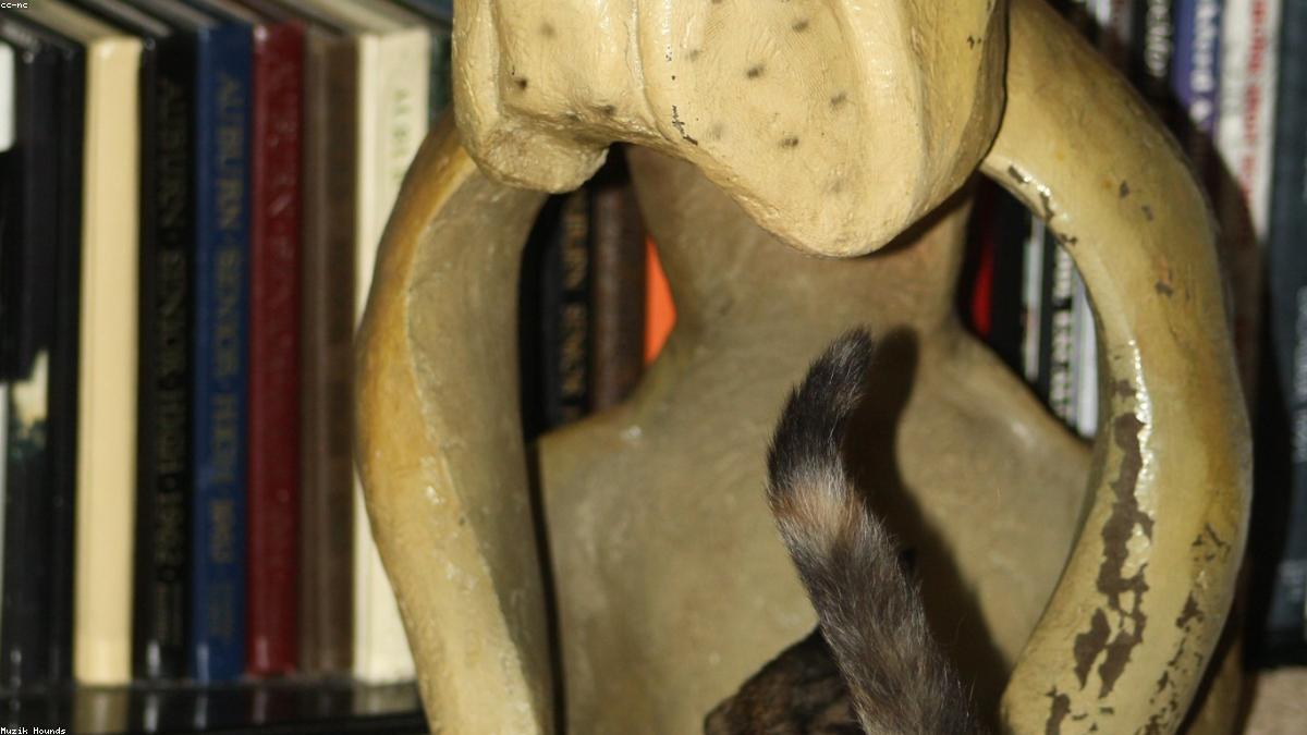 猫が水を飲まない…脱水を防ぐために試したい飲水量を増やす工夫
