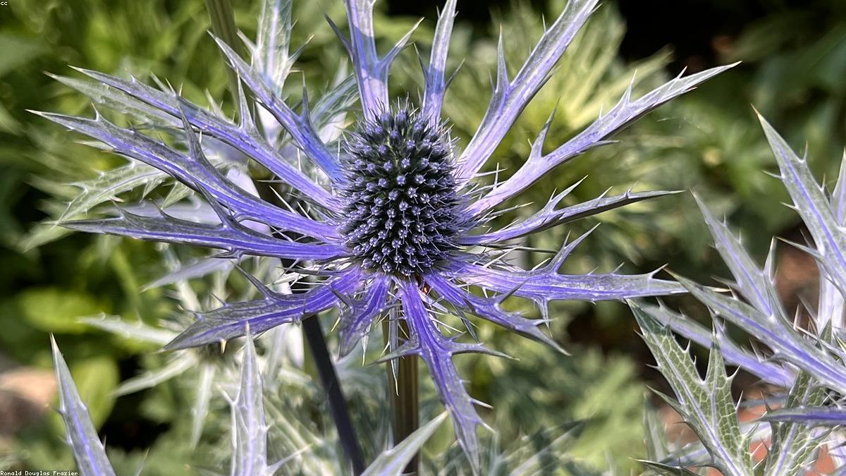 農薬に頼りすぎたくない人の害虫対策。見つけたらどうするかを場面別に